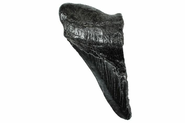 Partial Fossil Megalodon Tooth - South Carolina #320681